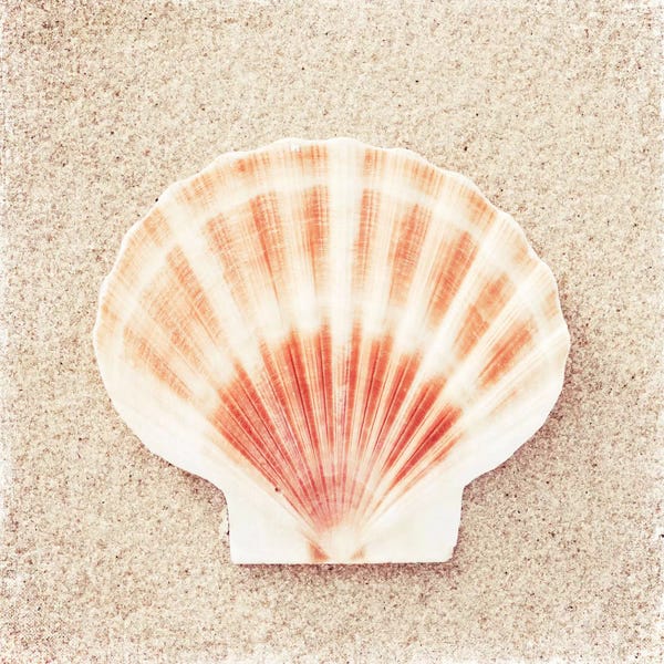 Carolyn Cochrane: Scallop Shell by Carolyn Cochrane