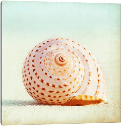 Seashell Voices Canvas Art Print - Sea Shell Art