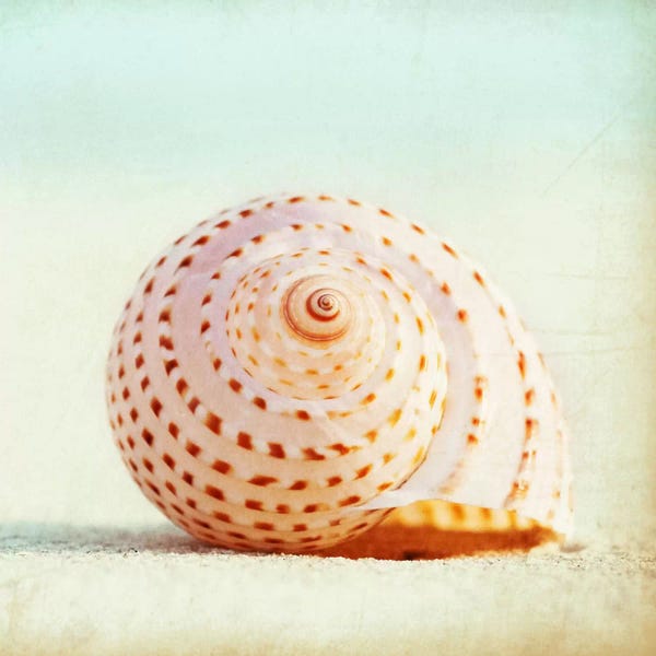 Carolyn Cochrane: Seashell Voices by Carolyn Cochrane