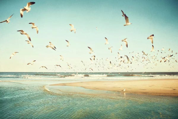 Gulls