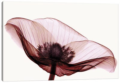 Anemone I Canvas Art Print - Anemones