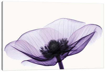 Anemone II Canvas Art Print - Pantone Ultra Violet 2018