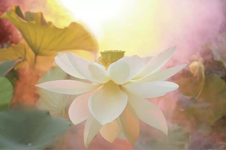 Arise by Bahman Farzad wall art