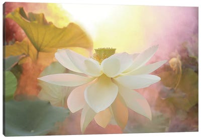 Arise Canvas Art Print - Lotuses