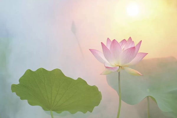 Lotuses: Serenity by Bahman Farzad