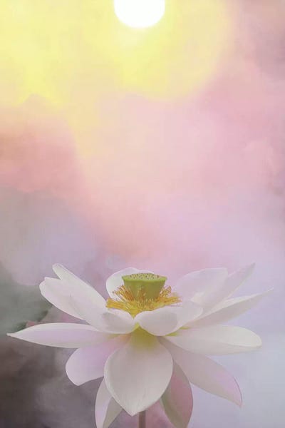Lotuses: Beauty at Dawn by Bahman Farzad