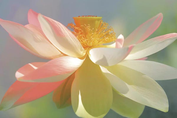 Calm: Dancing Queen by Bahman Farzad