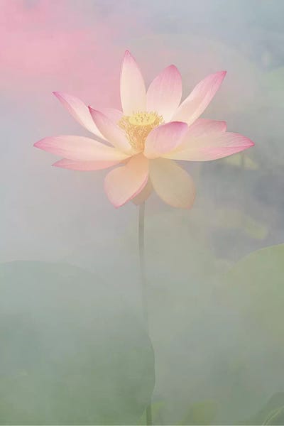 Pink Passion