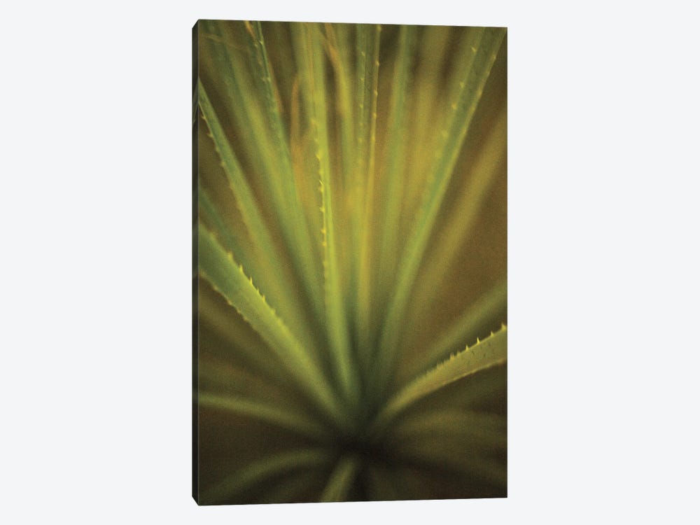 California Monocot by Todd France 1-piece Canvas Art Print