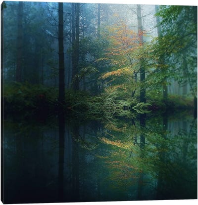 The Forest Canvas Art Print - Wilderness Art