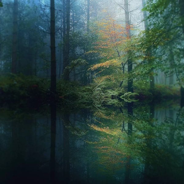 Calm: The Forest by Adelino Goncalves