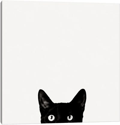 Curiosity Canvas Art Print - Black Cat Art
