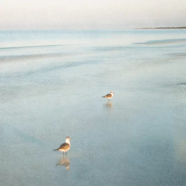 Two Birds on Beach