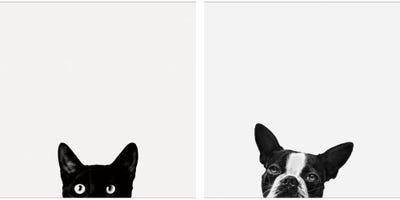 Boston Terriers