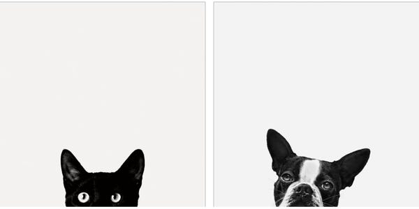 Boston Terriers