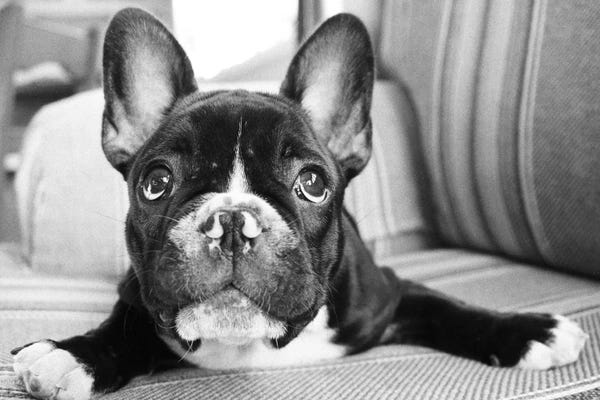 French Bulldogs: Hugo by Kim Levin