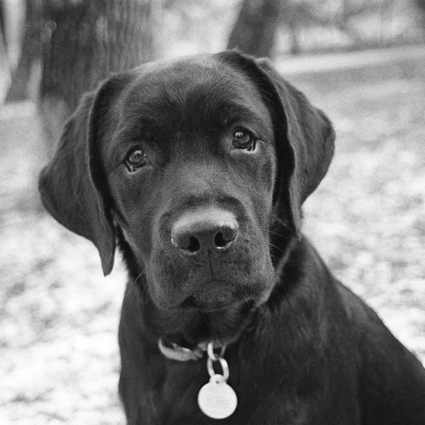 Labrador Retrievers: Zoey by Kim Levin