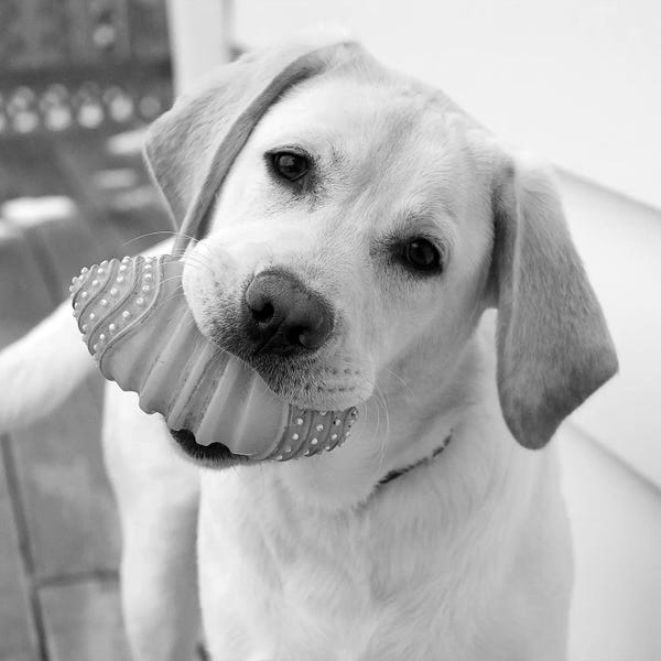 Labrador Retrievers: Blue by Kim Levin