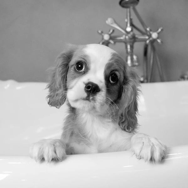 Spaniels: Lulu by Kim Levin