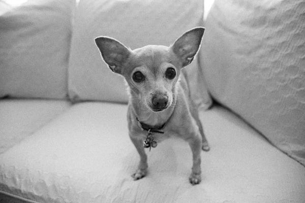Chihuahuas: Sweetpea by Kim Levin
