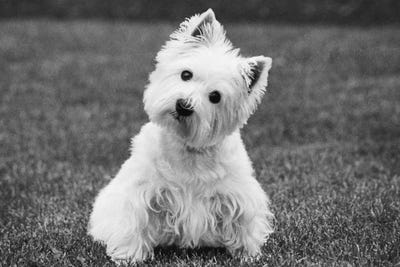 West Highland White Terriers