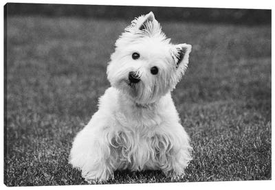 Winnie Canvas Art Print - West Highland White Terrier Art