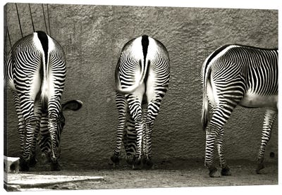 Zebra Butts Canvas Art Print