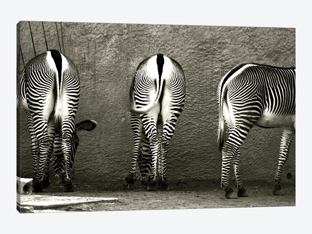 Zebra Butts 1-piece Canvas Wall Art