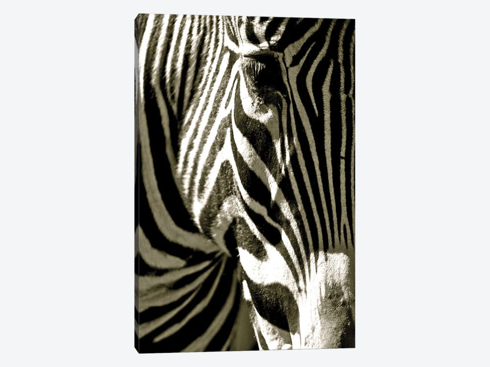 levenslang genetisch apotheker Zebra Head Canvas Art by Courtney Lawhorn | iCanvas