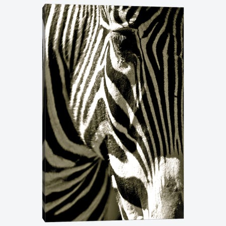 Zebra Head Canvas Print #ICS340} by Courtney Lawhorn Art Print