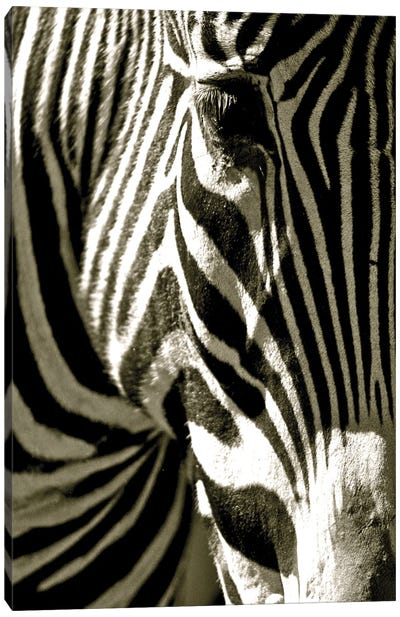 Zebra Head Canvas Art Print
