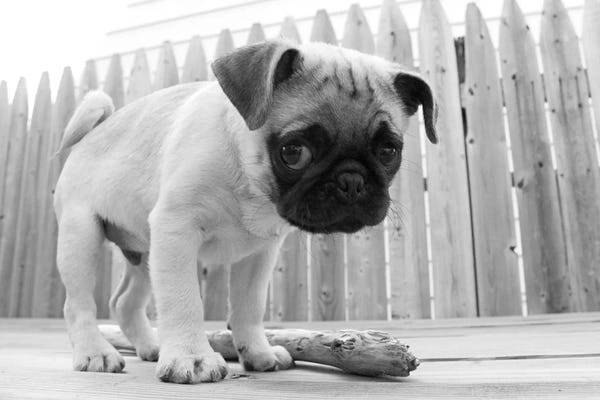 Pugs: Bentley by Kim Levin
