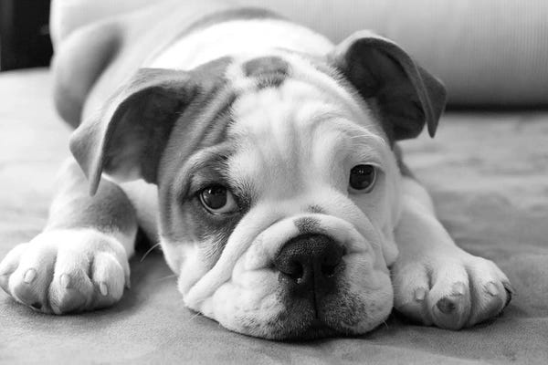 Bulldogs: Bodhi by Kim Levin