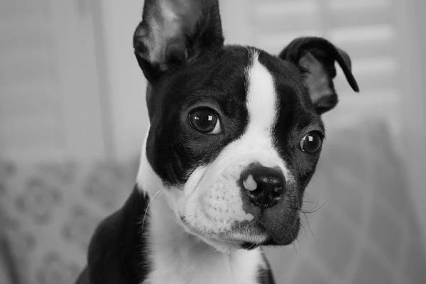 Terriers: Hugo the Thinker by Kim Levin