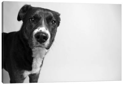 Reilly Canvas Art Print - Dog Photography