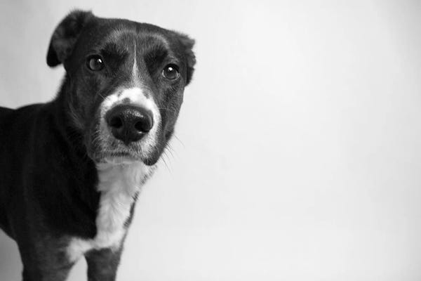Dog Photography: Reilly by Kim Levin