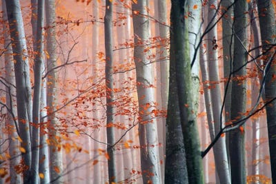 Autumn Woods by PhotoINC Studio framed wall art