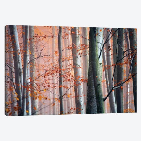 Autumn Woods Canvas Print #ICS402} by PhotoINC Studio Canvas Wall Art