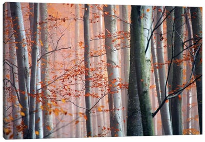 Autumn Woods Canvas Art Print - Wilderness Art