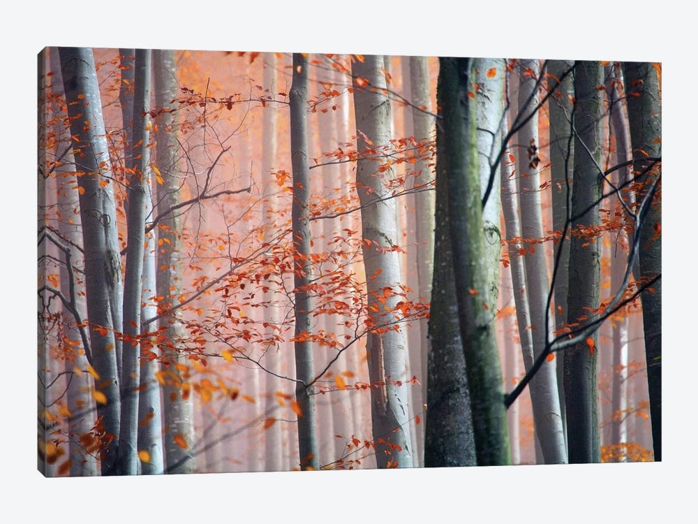 Autumn Woods by PhotoINC Studio 1-piece Canvas Art Print