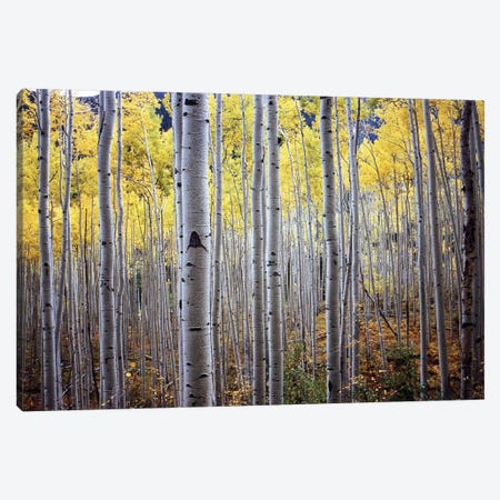 Birch Woods Canvas Print #ICS403} by PhotoINC Studio Canvas Wall Art