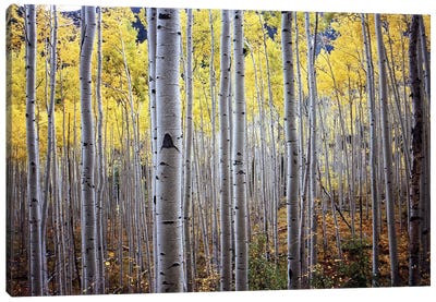 Birch Woods Canvas Art Print - PhotoINC Studio