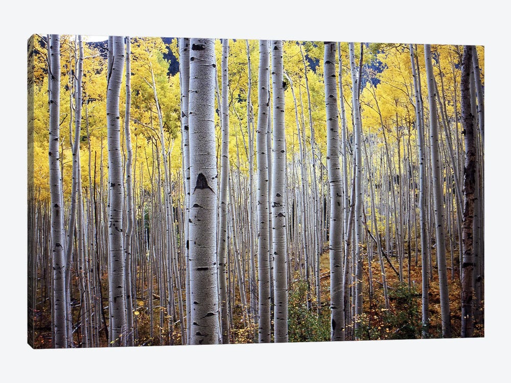 Birch Woods by PhotoINC Studio 1-piece Canvas Wall Art
