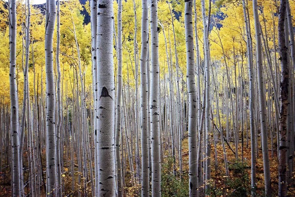 Tree Close-Ups: Birch Woods by PhotoINC Studio