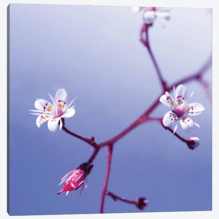 Cherry Flower 3 Canvas Print #ICS407} by PhotoINC Studio Canvas Print