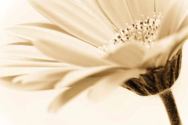 Macro Photography: Daisy by PhotoINC Studio