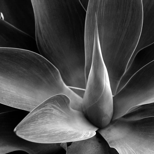 Black & White Florals: Flower by PhotoINC Studio