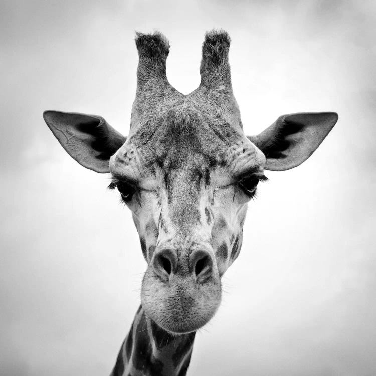 giraffe face photography