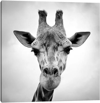 Giraffe Canvas Art Print - Black & White Photography