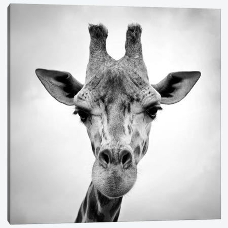 Giraffe Canvas Print #ICS413} by PhotoINC Studio Canvas Print